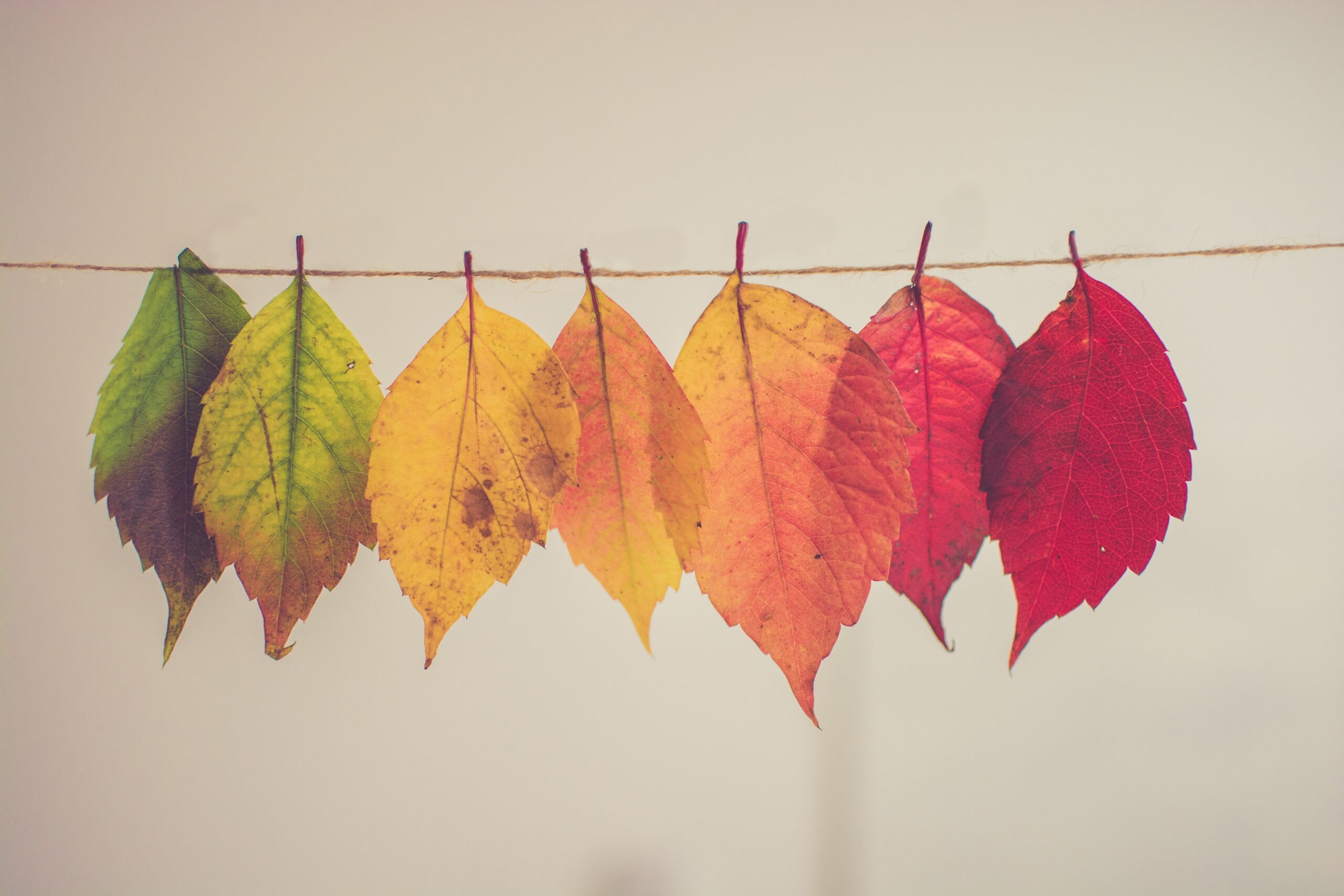 A line of leaves hung on a line, going from a lush green to a faded yellow to orange and gold to red, representing the passing of the seasons through changing leaf colour